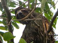 17 Tage Rundreise Costa Rica – einzigartige Naturreise San José – Vulkane Poas & Arenal – Braulio Carrillo NP – Cahuita NP – Tortuguero NP – Monteverde – Santa Elena – Carara NP – Marino Ballen (300)