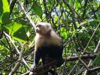 17 Tage Rundreise Costa Rica – einzigartige Naturreise San José – Vulkane Poas & Arenal – Braulio Carrillo NP – Cahuita NP – Tortuguero NP – Monteverde – Santa Elena – Carara NP – Marino Ballen (329)