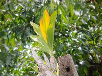 17 Tage Rundreise Costa Rica – einzigartige Naturreise San José – Vulkane Poas & Arenal – Braulio Carrillo NP – Cahuita NP – Tortuguero NP – Monteverde – Santa Elena – Carara NP – Marino Ballen (332)