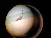 17 Tage Rundreise Costa Rica – einzigartige Naturreise San José – Vulkane Poas & Arenal – Braulio Carrillo NP – Cahuita NP – Tortuguero NP – Monteverde – Santa Elena – Carara NP – Marino Ballen (335)