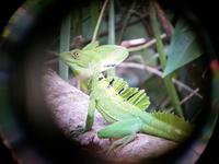 17 Tage Rundreise Costa Rica – einzigartige Naturreise San José – Vulkane Poas & Arenal – Braulio Carrillo NP – Cahuita NP – Tortuguero NP – Monteverde – Santa Elena – Carara NP – Marino Ballen (357)