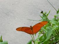 17 Tage Rundreise Costa Rica – einzigartige Naturreise San José – Vulkane Poas & Arenal – Braulio Carrillo NP – Cahuita NP – Tortuguero NP – Monteverde – Santa Elena – Carara NP – Marino Ballen (362)