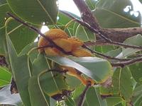 17 Tage Rundreise Costa Rica – einzigartige Naturreise San José – Vulkane Poas & Arenal – Braulio Carrillo NP – Cahuita NP – Tortuguero NP – Monteverde – Santa Elena – Carara NP – Marino Ballen (385)