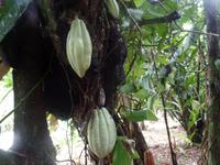 17 Tage Rundreise Costa Rica – einzigartige Naturreise San José – Vulkane Poas & Arenal – Braulio Carrillo NP – Cahuita NP – Tortuguero NP – Monteverde – Santa Elena – Carara NP – Marino Ballen (395)