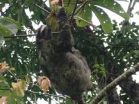 17 Tage Rundreise Costa Rica – einzigartige Naturreise San José – Vulkane Poas & Arenal – Braulio Carrillo NP – Cahuita NP – Tortuguero NP – Monteverde – Santa Elena – Carara NP – Marino Ballen (398)