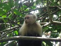 17 Tage Rundreise Costa Rica – einzigartige Naturreise San José – Vulkane Poas & Arenal – Braulio Carrillo NP – Cahuita NP – Tortuguero NP – Monteverde – Santa Elena – Carara NP – Marino Ballen (422)