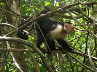 17 Tage Rundreise Costa Rica – einzigartige Naturreise San José – Vulkane Poas & Arenal – Braulio Carrillo NP – Cahuita NP – Tortuguero NP – Monteverde – Santa Elena – Carara NP – Marino Ballen (425)