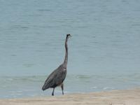 17 Tage Rundreise Costa Rica – einzigartige Naturreise San José – Vulkane Poas & Arenal – Braulio Carrillo NP – Cahuita NP – Tortuguero NP – Monteverde – Santa Elena – Carara NP – Marino Ballen (426)