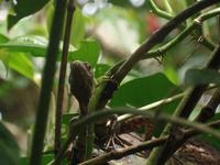 17 Tage Rundreise Costa Rica – einzigartige Naturreise San José – Vulkane Poas & Arenal – Braulio Carrillo NP – Cahuita NP – Tortuguero NP – Monteverde – Santa Elena – Carara NP – Marino Ballen (437)