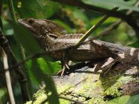 17 Tage Rundreise Costa Rica – einzigartige Naturreise San José – Vulkane Poas & Arenal – Braulio Carrillo NP – Cahuita NP – Tortuguero NP – Monteverde – Santa Elena – Carara NP – Marino Ballen (440)