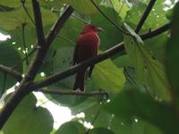 17 Tage Rundreise Costa Rica – einzigartige Naturreise San José – Vulkane Poas & Arenal – Braulio Carrillo NP – Cahuita NP – Tortuguero NP – Monteverde – Santa Elena – Carara NP – Marino Ballen (446)