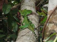 17 Tage Rundreise Costa Rica – einzigartige Naturreise San José – Vulkane Poas & Arenal – Braulio Carrillo NP – Cahuita NP – Tortuguero NP – Monteverde – Santa Elena – Carara NP – Marino Ballen (451)