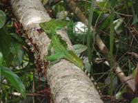 17 Tage Rundreise Costa Rica – einzigartige Naturreise San José – Vulkane Poas & Arenal – Braulio Carrillo NP – Cahuita NP – Tortuguero NP – Monteverde – Santa Elena – Carara NP – Marino Ballen (455)