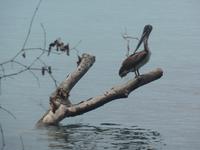 17 Tage Rundreise Costa Rica – einzigartige Naturreise San José – Vulkane Poas & Arenal – Braulio Carrillo NP – Cahuita NP – Tortuguero NP – Monteverde – Santa Elena – Carara NP – Marino Ballen (456)