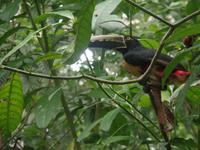 17 Tage Rundreise Costa Rica – einzigartige Naturreise San José – Vulkane Poas & Arenal – Braulio Carrillo NP – Cahuita NP – Tortuguero NP – Monteverde – Santa Elena – Carara NP – Marino Ballen (458)