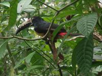 17 Tage Rundreise Costa Rica – einzigartige Naturreise San José – Vulkane Poas & Arenal – Braulio Carrillo NP – Cahuita NP – Tortuguero NP – Monteverde – Santa Elena – Carara NP – Marino Ballen (461)