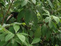 17 Tage Rundreise Costa Rica – einzigartige Naturreise San José – Vulkane Poas & Arenal – Braulio Carrillo NP – Cahuita NP – Tortuguero NP – Monteverde – Santa Elena – Carara NP – Marino Ballen (464)