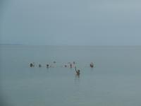 17 Tage Rundreise Costa Rica – einzigartige Naturreise San José – Vulkane Poas & Arenal – Braulio Carrillo NP – Cahuita NP – Tortuguero NP – Monteverde – Santa Elena – Carara NP – Marino Ballen (478)