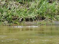 17 Tage Rundreise Costa Rica – einzigartige Naturreise San José – Vulkane Poas & Arenal – Braulio Carrillo NP – Cahuita NP – Tortuguero NP – Monteverde – Santa Elena – Carara NP – Marino Ballen (489)