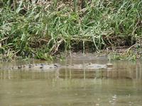 17 Tage Rundreise Costa Rica – einzigartige Naturreise San José – Vulkane Poas & Arenal – Braulio Carrillo NP – Cahuita NP – Tortuguero NP – Monteverde – Santa Elena – Carara NP – Marino Ballen (528)