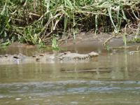 17 Tage Rundreise Costa Rica – einzigartige Naturreise San José – Vulkane Poas & Arenal – Braulio Carrillo NP – Cahuita NP – Tortuguero NP – Monteverde – Santa Elena – Carara NP – Marino Ballen (532)