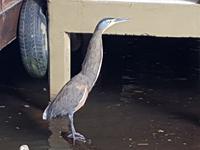 17 Tage Rundreise Costa Rica – einzigartige Naturreise San José – Vulkane Poas & Arenal – Braulio Carrillo NP – Cahuita NP – Tortuguero NP – Monteverde – Santa Elena – Carara NP – Marino Ballen (577)