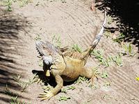 17 Tage Rundreise Costa Rica – einzigartige Naturreise San José – Vulkane Poas & Arenal – Braulio Carrillo NP – Cahuita NP – Tortuguero NP – Monteverde – Santa Elena – Carara NP – Marino Ballen (612)