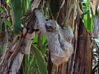 17 Tage Rundreise Costa Rica – einzigartige Naturreise San José – Vulkane Poas & Arenal – Braulio Carrillo NP – Cahuita NP – Tortuguero NP – Monteverde – Santa Elena – Carara NP – Marino Ballen (619)