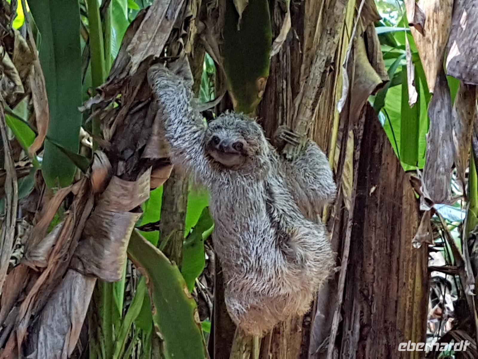 17 Tage Rundreise Costa Rica – einzigartige Naturreise San José – Vulkane Poas & Arenal – Braulio Carrillo NP – Cahuita NP – Tortuguero NP – Monteverde – Santa Elena – Carara NP – Marino Ballen (621)