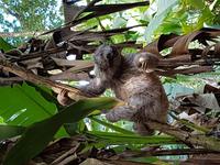 17 Tage Rundreise Costa Rica – einzigartige Naturreise San José – Vulkane Poas & Arenal – Braulio Carrillo NP – Cahuita NP – Tortuguero NP – Monteverde – Santa Elena – Carara NP – Marino Ballen (625)