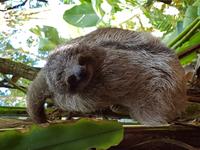 17 Tage Rundreise Costa Rica – einzigartige Naturreise San José – Vulkane Poas & Arenal – Braulio Carrillo NP – Cahuita NP – Tortuguero NP – Monteverde – Santa Elena – Carara NP – Marino Ballen (627)