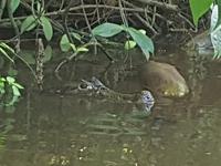 17 Tage Rundreise Costa Rica – einzigartige Naturreise San José – Vulkane Poas & Arenal – Braulio Carrillo NP – Cahuita NP – Tortuguero NP – Monteverde – Santa Elena – Carara NP – Marino Ballen (634)