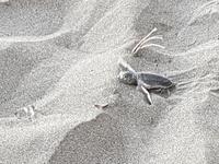 17 Tage Rundreise Costa Rica – einzigartige Naturreise San José – Vulkane Poas & Arenal – Braulio Carrillo NP – Cahuita NP – Tortuguero NP – Monteverde – Santa Elena – Carara NP – Marino Ballen (637)