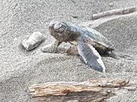 17 Tage Rundreise Costa Rica – einzigartige Naturreise San José – Vulkane Poas & Arenal – Braulio Carrillo NP – Cahuita NP – Tortuguero NP – Monteverde – Santa Elena – Carara NP – Marino Ballen (640)