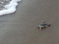 17 Tage Rundreise Costa Rica – einzigartige Naturreise San José – Vulkane Poas & Arenal – Braulio Carrillo NP – Cahuita NP – Tortuguero NP – Monteverde – Santa Elena – Carara NP – Marino Ballen (642)