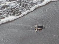 17 Tage Rundreise Costa Rica – einzigartige Naturreise San José – Vulkane Poas & Arenal – Braulio Carrillo NP – Cahuita NP – Tortuguero NP – Monteverde – Santa Elena – Carara NP – Marino Ballen (645)