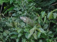 17 Tage Rundreise Costa Rica – einzigartige Naturreise San José – Vulkane Poas & Arenal – Braulio Carrillo NP – Cahuita NP – Tortuguero NP – Monteverde – Santa Elena – Carara NP – Marino Ballen (655)