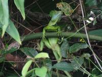 17 Tage Rundreise Costa Rica – einzigartige Naturreise San José – Vulkane Poas & Arenal – Braulio Carrillo NP – Cahuita NP – Tortuguero NP – Monteverde – Santa Elena – Carara NP – Marino Ballen (666)