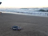 17 Tage Rundreise Costa Rica – einzigartige Naturreise San José – Vulkane Poas & Arenal – Braulio Carrillo NP – Cahuita NP – Tortuguero NP – Monteverde – Santa Elena – Carara NP – Marino Ballen (669)