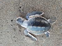 17 Tage Rundreise Costa Rica – einzigartige Naturreise San José – Vulkane Poas & Arenal – Braulio Carrillo NP – Cahuita NP – Tortuguero NP – Monteverde – Santa Elena – Carara NP – Marino Ballen (672)