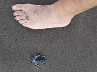 17 Tage Rundreise Costa Rica – einzigartige Naturreise San José – Vulkane Poas & Arenal – Braulio Carrillo NP – Cahuita NP – Tortuguero NP – Monteverde – Santa Elena – Carara NP – Marino Ballen (676)