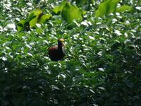 17 Tage Rundreise Costa Rica – einzigartige Naturreise San José – Vulkane Poas & Arenal – Braulio Carrillo NP – Cahuita NP – Tortuguero NP – Monteverde – Santa Elena – Carara NP – Marino Ballen (678)