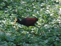 17 Tage Rundreise Costa Rica – einzigartige Naturreise San José – Vulkane Poas & Arenal – Braulio Carrillo NP – Cahuita NP – Tortuguero NP – Monteverde – Santa Elena – Carara NP – Marino Ballen (683)