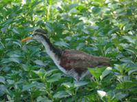 17 Tage Rundreise Costa Rica – einzigartige Naturreise San José – Vulkane Poas & Arenal – Braulio Carrillo NP – Cahuita NP – Tortuguero NP – Monteverde – Santa Elena – Carara NP – Marino Ballen (687)