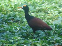 17 Tage Rundreise Costa Rica – einzigartige Naturreise San José – Vulkane Poas & Arenal – Braulio Carrillo NP – Cahuita NP – Tortuguero NP – Monteverde – Santa Elena – Carara NP – Marino Ballen (693)