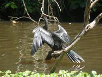 17 Tage Rundreise Costa Rica – einzigartige Naturreise San José – Vulkane Poas & Arenal – Braulio Carrillo NP – Cahuita NP – Tortuguero NP – Monteverde – Santa Elena – Carara NP – Marino Ballen (700)