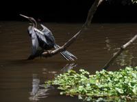 17 Tage Rundreise Costa Rica – einzigartige Naturreise San José – Vulkane Poas & Arenal – Braulio Carrillo NP – Cahuita NP – Tortuguero NP – Monteverde – Santa Elena – Carara NP – Marino Ballen (702)