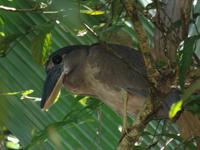 17 Tage Rundreise Costa Rica – einzigartige Naturreise San José – Vulkane Poas & Arenal – Braulio Carrillo NP – Cahuita NP – Tortuguero NP – Monteverde – Santa Elena – Carara NP – Marino Ballen (706)