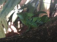 17 Tage Rundreise Costa Rica – einzigartige Naturreise San José – Vulkane Poas & Arenal – Braulio Carrillo NP – Cahuita NP – Tortuguero NP – Monteverde – Santa Elena – Carara NP – Marino Ballen (723)