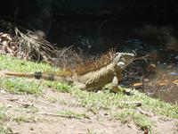 17 Tage Rundreise Costa Rica – einzigartige Naturreise San José – Vulkane Poas & Arenal – Braulio Carrillo NP – Cahuita NP – Tortuguero NP – Monteverde – Santa Elena – Carara NP – Marino Ballen (727)